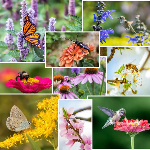 Pollinator-Friendly Gardening - The Honey Jar